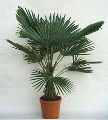 Winterharte Hanfpalme - Trachycarpus fortunei - 140-160cm Stamm 30-40cm im 17Ltr. Topf -
