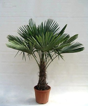 Winterharte Hanfpalme - Trachycarpus fortunei - 150-180cm Stamm 40-50cm im 20Ltr. Topf -