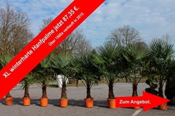 Winterharte Palme 180cm - XXL Hanfpalme -18°C Trachycarpus Fortunei Palmen. - 