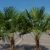Winterharte Palme 180cm - XXL Hanfpalme -18°C Trachycarpus Fortunei Palmen. -