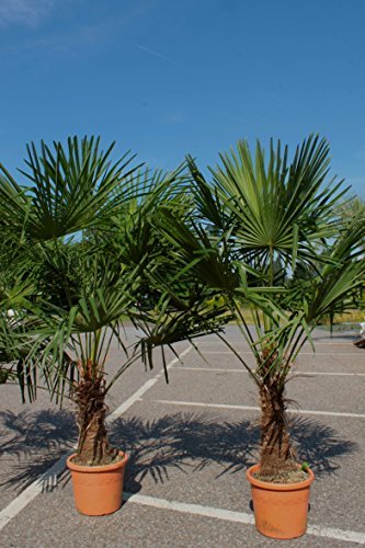 Winterharte Palme 180cm - XXL Hanfpalme -18°C Trachycarpus Fortunei Palmen. -