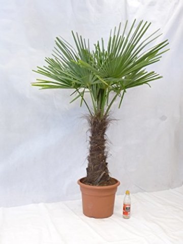 - Winterharte Palme - Trachycarpus fortunei 180 cm - Stamm 60 cm 
