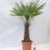 - Winterharte Palme - Trachycarpus fortunei 180 cm - Stamm 60 cm 