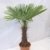 - Winterharte Palme - Trachycarpus fortunei 180 cm - Stamm 60 cm "Chinesische Hanfpalme" -17°C -
