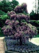 Wisterie, Glycinie, Blauregen 'Rosea' - Im 2lt. Topf, Höhe 60-100cm, mit 3 Bambus gestäbt -