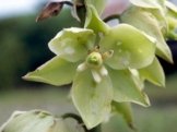 Yucca glauca - Spanisches Bajonett - Samen -