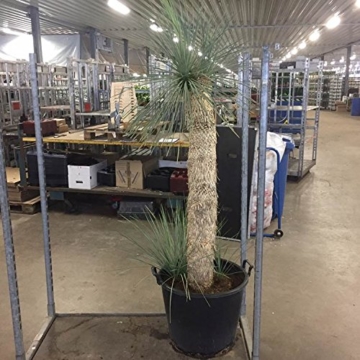 Yucca Rostrata 210 cm +/- (125 cm Stamm) 2 Köpfe Winterhart Pflanze im Topf bis -20°C - 