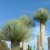 Yucca Rostrata 210 cm +/- (125 cm Stamm) 2 Köpfe Winterhart Pflanze im Topf bis -20°C -