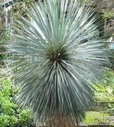 Yucca rostrata - 50 Samen - extrem frosthart -