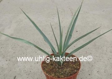 Yucca rostrata (dw) 20 cm x 30 cm -