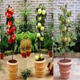 Zwergbaum Kollektion - 1 kollektion -